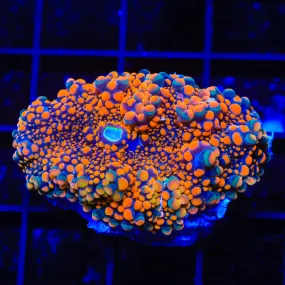 TSA Tigger's Playhouse Mushroom Coral